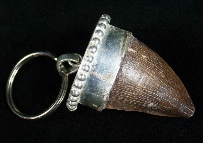 Authentic Fossil Mosasaurus Tooth Keychain #11146